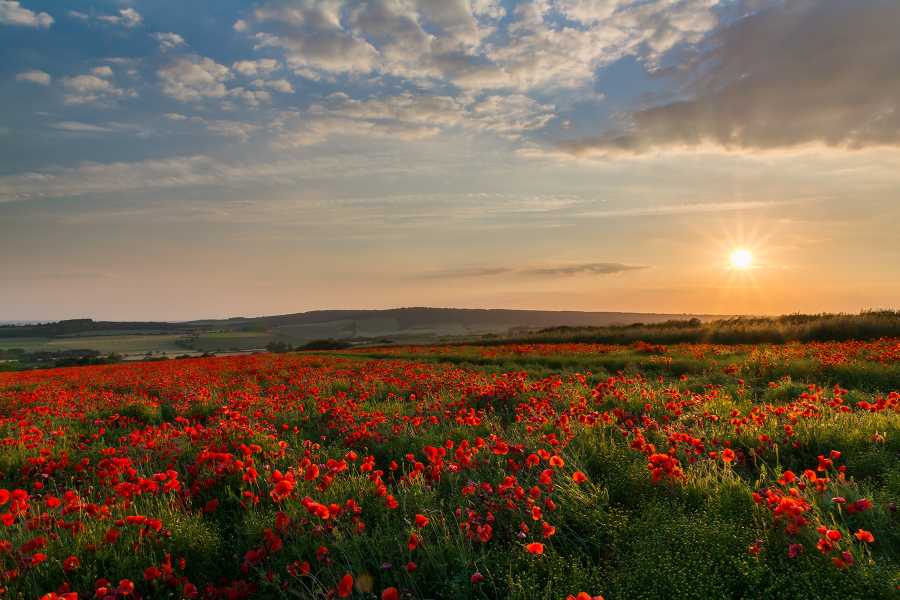 Sunset poppies