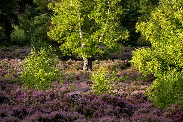 Heather on the heath