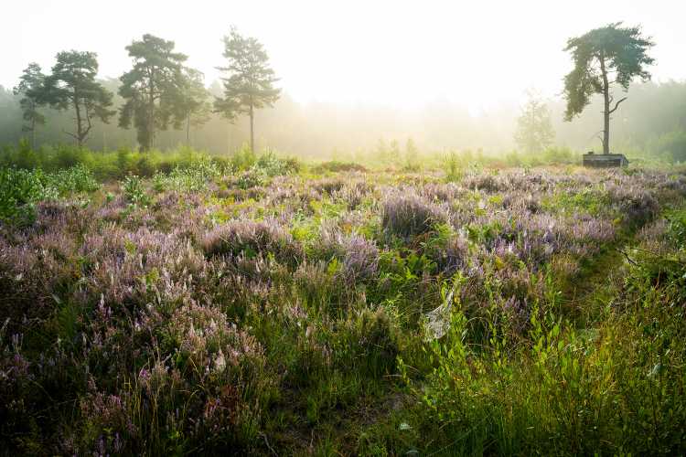 Misty autumn morning