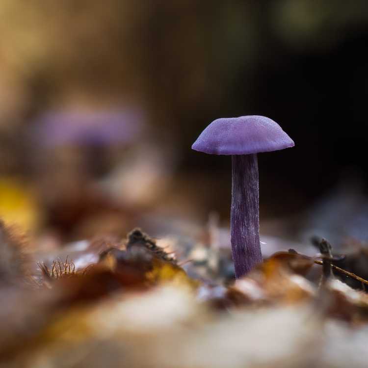 Amethyst Deceiver 