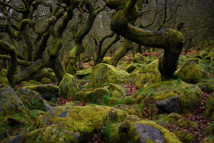 Padley Gorge