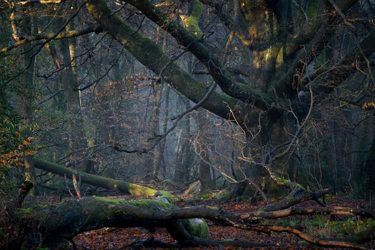 The dark, mysterious woods