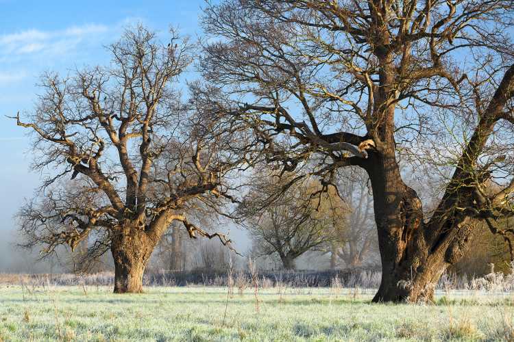 Oak trees