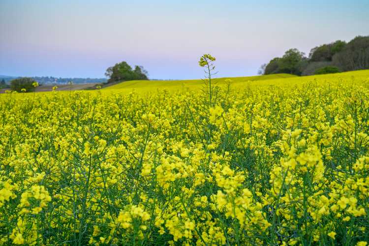 A field of rape flower