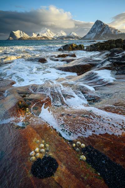 Sea shells on the sea shore