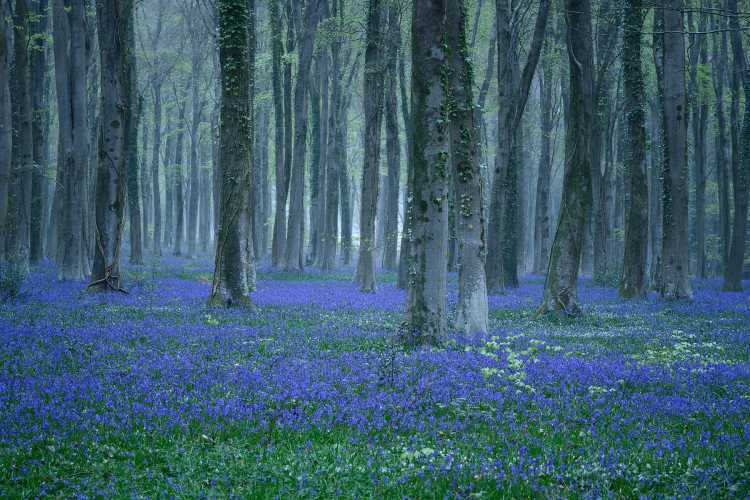 Bluebell mist