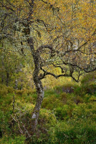 Triumph in adversity